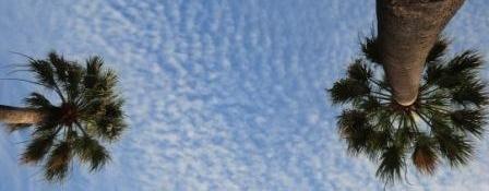 Palmen vor blauem Himmel