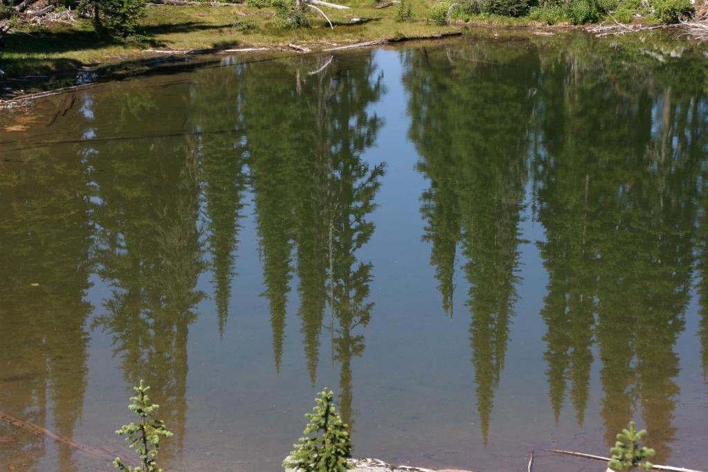 Wald spiegelt sich im See