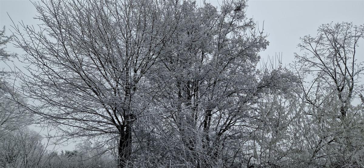 Raureif an einem Straßenbaum