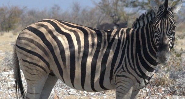 Zebra in Seitensicht