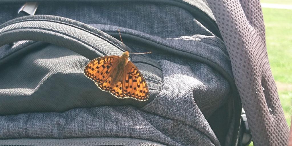 Schmetterling auf Rucksack