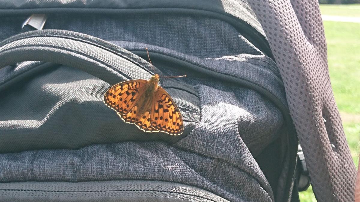 Schmetterling auf Rucksack