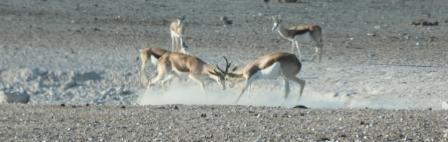 Springböcke im Kampf